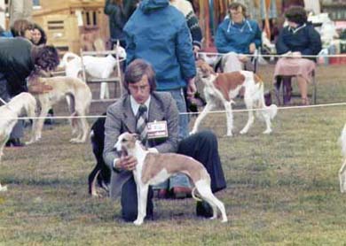 whippet showing