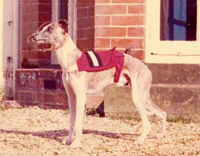 racing whippet