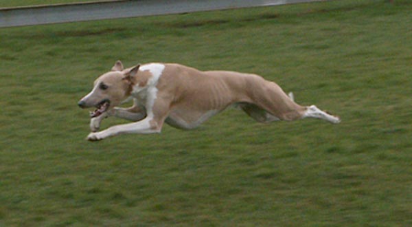 whippet at full stretch