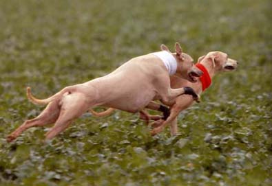 coursing