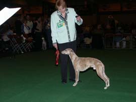 win at Crufts