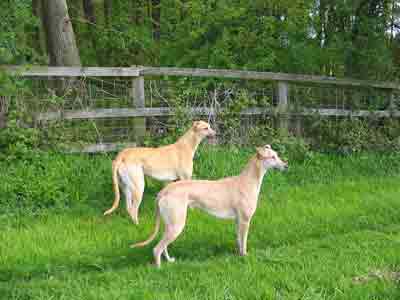 brace moonlake greyhounds
